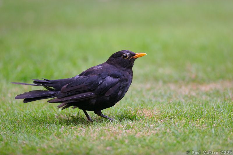 Photo: Blackbird IMG 6401